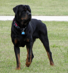 Diesel2010_cropped Diesel Rottweiler