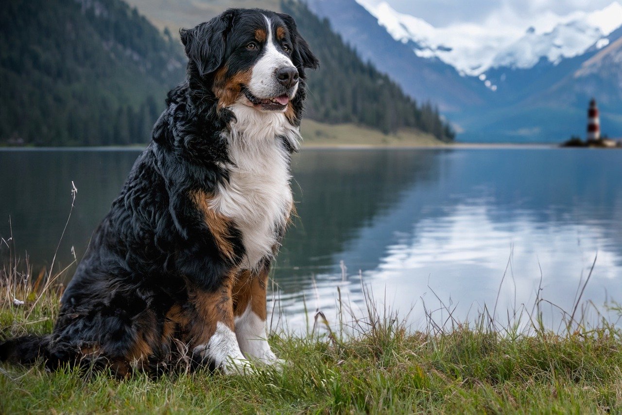 lake, bernese mountain dog, pet