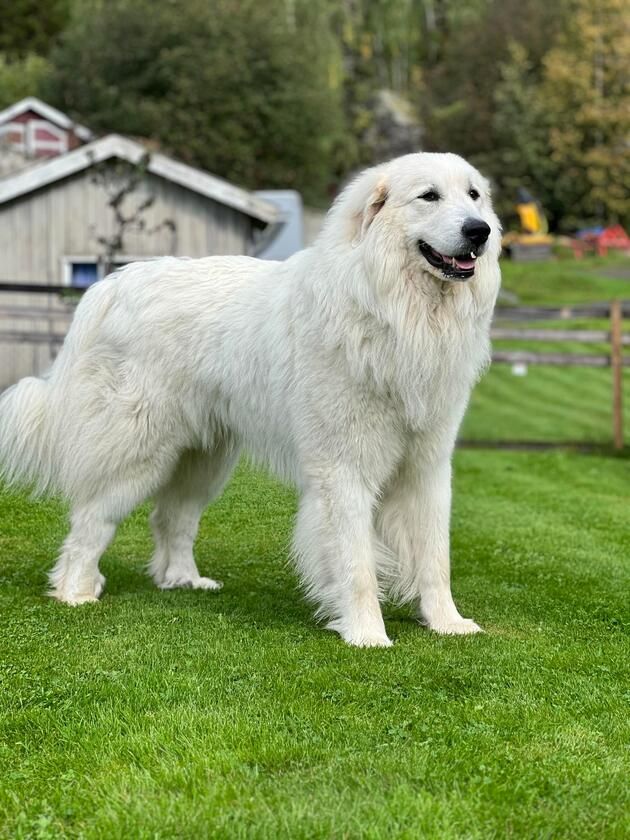 Great Pyrenees