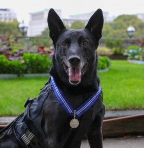 Hurricane the Hero Belgian Malinois Police Dog