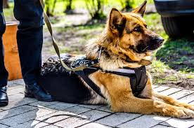 k9_Atlas K9 Atlas the Police Dog