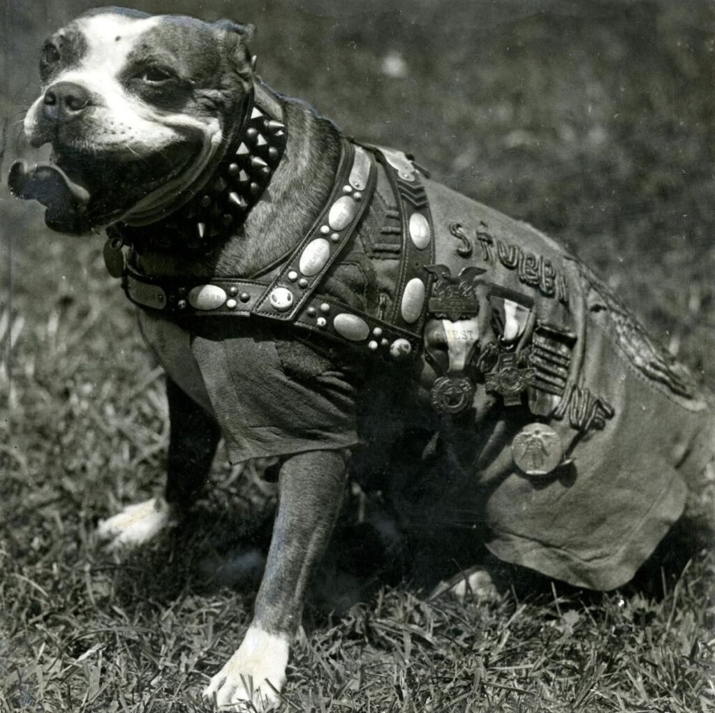sgt_stubby Sergeant Stubby the war dog