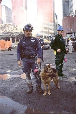 Apollo_1st_dog_at_ground_zero Apollo the hero 9/11 rescue dog