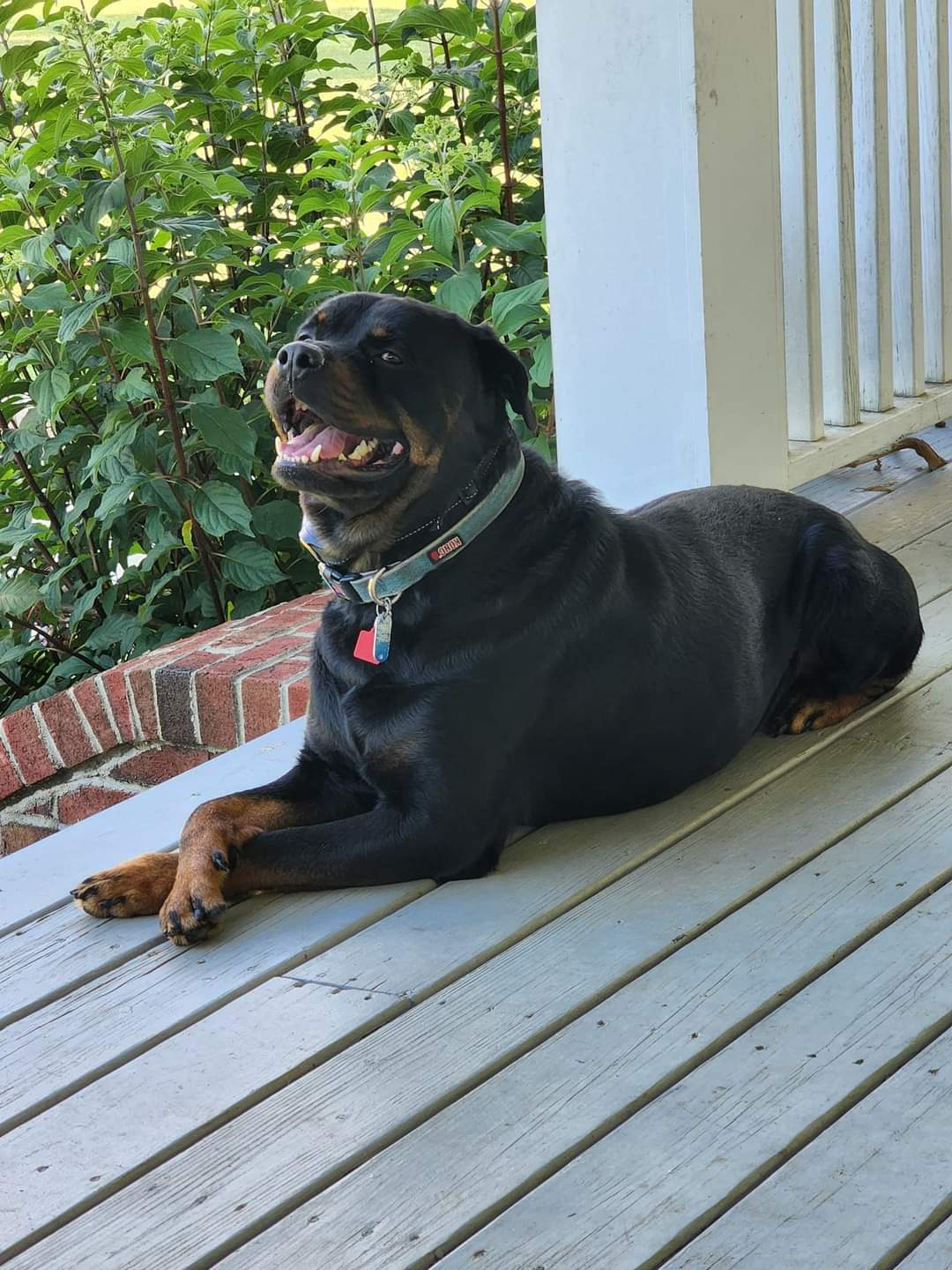 Rottweiler breeder Red Road Rottweilers Lewis Haus Rottweilers