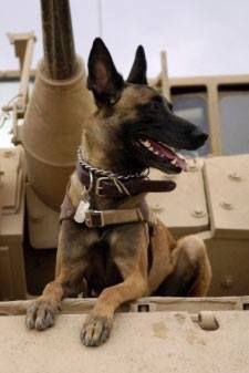 Cairo_Navy_Seal_K9 Cairo the hero Navy Seal K9