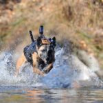 K9 Hero Cairo