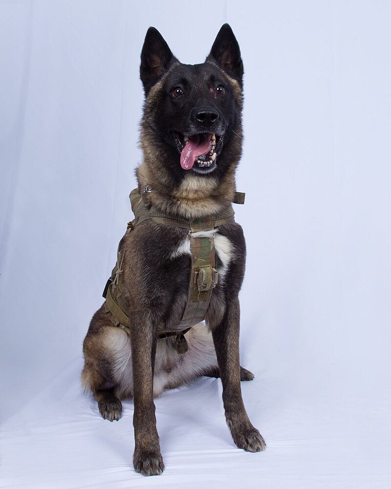 Conan_Malinois Conan the heroic K9