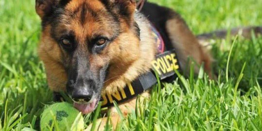 Diesel_JeSuisChien_2015 dIESEL THE HEROIC k9