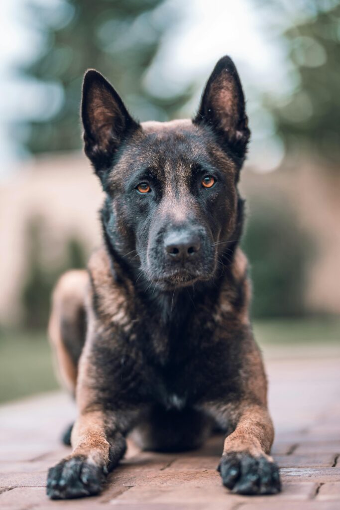A Belgian Malinois protection dog