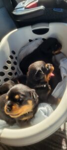 Rottweiler pups on the way to the vet for a checkup