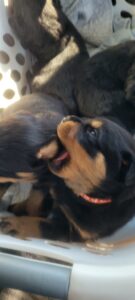 Puppy mouths his brother