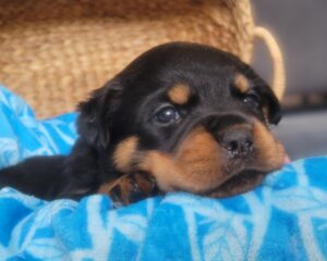 Cute Rottweiler puppy with a green collar resting on a blanket