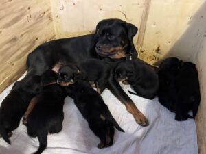 Rottweiler dam with her young puppies.