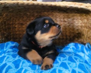 Adorable Rottweiler puppy
