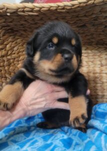 Handler hold a cute puppy