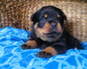 Cute puppy looks at the camera