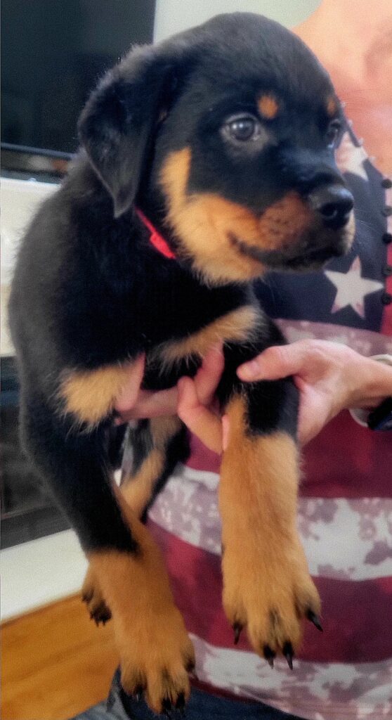 "Red" Rottweiler puppy