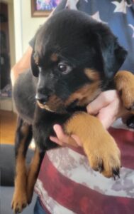 "Light Blue" Rottweiler Puppy